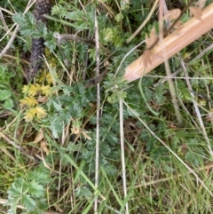 Acaena sp. (A Sheep's Burr) at Ainslie volcanic grassland - 9 Jun 2023 by echidna11