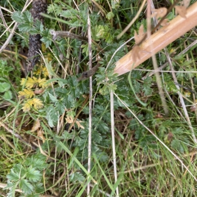 Acaena sp. (A Sheep's Burr) at Ainslie volcanic grassland - 9 Jun 2023 by echidna11