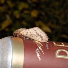 Oxycanus silvanus (Pale Oxycanus) at Macgregor, ACT - 8 Jun 2023 by Roger