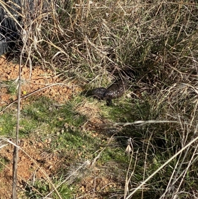 Tiliqua rugosa (Shingleback Lizard) at Ainslie volcanic grassland - 10 Jun 2023 by echidna11