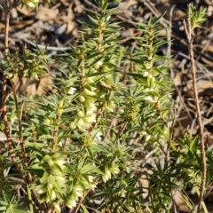 Melichrus urceolatus (Urn Heath) at Farrer Ridge - 10 Jun 2023 by Mike