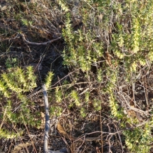 Melichrus urceolatus at Jerrabomberra, ACT - 10 Jun 2023