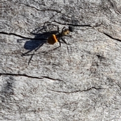 Polyrhachis ammon (Golden-spined Ant, Golden Ant) at Farrer Ridge - 10 Jun 2023 by Mike