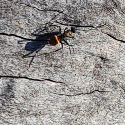 Polyrhachis ammon (Golden-spined Ant, Golden Ant) at Farrer, ACT - 10 Jun 2023 by Mike