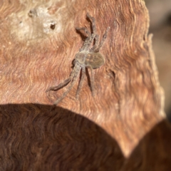 Sparassidae (family) (A Huntsman Spider) at Ainslie, ACT - 10 Jun 2023 by Hejor1