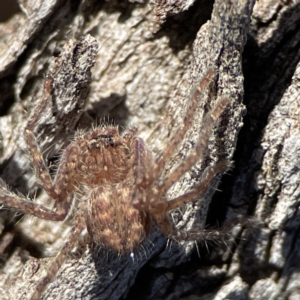 Sparassidae (family) at Ainslie, ACT - 10 Jun 2023 11:24 AM