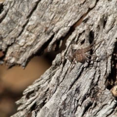 Sparassidae (family) at Ainslie, ACT - 10 Jun 2023 11:24 AM