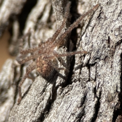 Sparassidae (family) at Ainslie, ACT - 10 Jun 2023