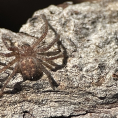 Sparassidae (family) at Ainslie, ACT - 10 Jun 2023