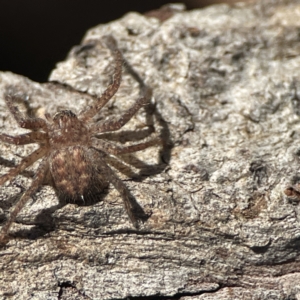 Sparassidae (family) at Ainslie, ACT - 10 Jun 2023 11:24 AM