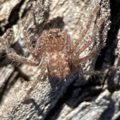 Sparassidae (family) at Ainslie, ACT - 10 Jun 2023