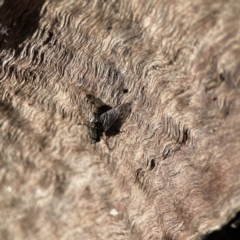 Helina sp. (genus) (Muscid fly) at Ainslie, ACT - 10 Jun 2023 by Hejor1