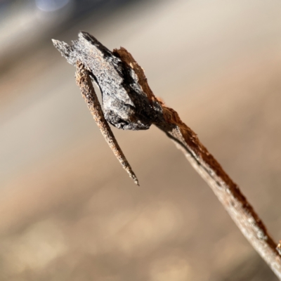 Conoeca guildingi (A case moth) at Ainslie, ACT - 10 Jun 2023 by Hejor1