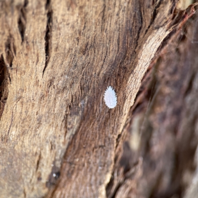 Pseudococcidae sp. (family) (A mealybug) at Ainslie, ACT - 10 Jun 2023 by Hejor1