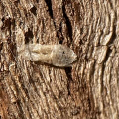 Ledromorpha planirostris (A leafhopper) at Ainslie, ACT - 10 Jun 2023 by Hejor1