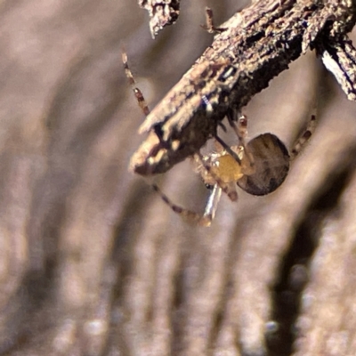 Unidentified Other web-building spider at Ainslie, ACT - 10 Jun 2023 by Hejor1