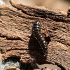 Lagriini sp. (tribe) (Unidentified lagriine darkling beetle) at Ainslie, ACT - 10 Jun 2023 by Hejor1