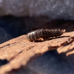 Lagriini sp. (tribe) at Ainslie, ACT - 10 Jun 2023