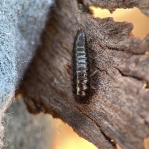 Lagriini sp. (tribe) at Ainslie, ACT - 10 Jun 2023