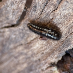 Lagriini sp. (tribe) at Ainslie, ACT - 10 Jun 2023 11:32 AM