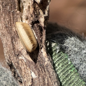 Ellipsidion sp. (genus) at Ainslie, ACT - 10 Jun 2023