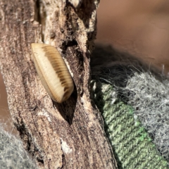 Ellipsidion sp. (genus) (A diurnal cockroach) at Ainslie, ACT - 10 Jun 2023 by Hejor1