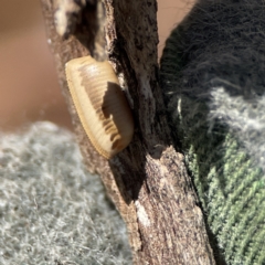 Ellipsidion sp. (genus) at Ainslie, ACT - 10 Jun 2023