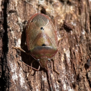 Amphaces sp. (genus) at suppressed - 10 Jun 2023