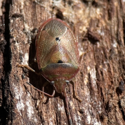 Amphaces sp. (genus) (Shield bug) at Ainslie, ACT - 10 Jun 2023 by Hejor1