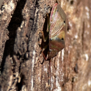 Amphaces sp. (genus) at suppressed - suppressed