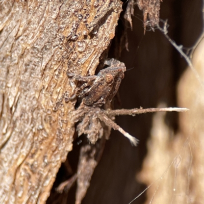 Platybrachys sp. (genus) (A gum hopper) at Ainslie, ACT - 10 Jun 2023 by Hejor1