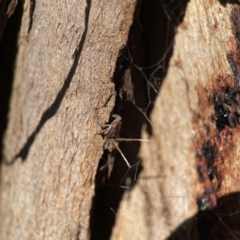 Platybrachys sp. (genus) at Ainslie, ACT - 10 Jun 2023 11:15 AM