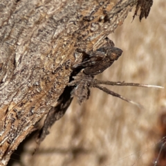 Platybrachys sp. (genus) at Ainslie, ACT - 10 Jun 2023 11:15 AM