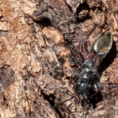 Daerlac cephalotes (Ant Mimicking Seedbug) at Ainslie, ACT - 10 Jun 2023 by Hejor1