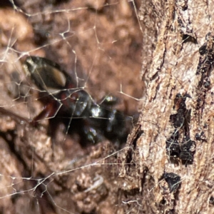 Daerlac cephalotes at Ainslie, ACT - 10 Jun 2023