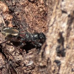 Daerlac cephalotes at Ainslie, ACT - 10 Jun 2023