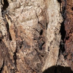 Daerlac cephalotes at Ainslie, ACT - 10 Jun 2023