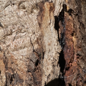 Daerlac cephalotes at Ainslie, ACT - 10 Jun 2023