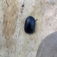Pterohelaeus striatopunctatus (Darkling beetle) at Braddon, ACT - 10 Jun 2023 by Hejor1