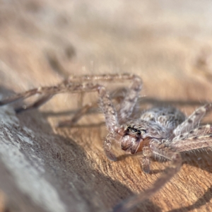 Sparassidae (family) at Braddon, ACT - 10 Jun 2023