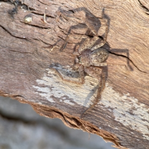 Sparassidae (family) at Braddon, ACT - 10 Jun 2023