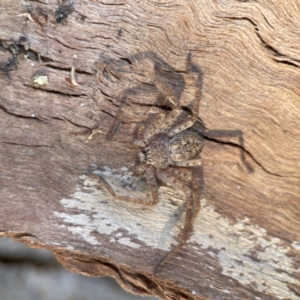 Sparassidae (family) at Braddon, ACT - 10 Jun 2023