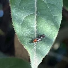 Callibracon sp. (genus) (A White Flank Black Braconid Wasp) at Ainslie, ACT - 10 Jun 2023 by Hejor1