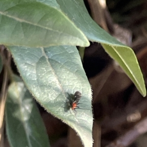 Callibracon sp. (genus) at Ainslie, ACT - 10 Jun 2023