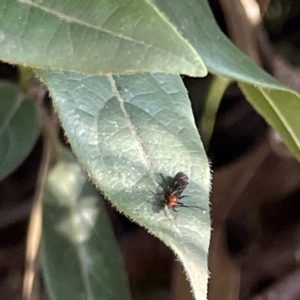 Callibracon sp. (genus) at Ainslie, ACT - 10 Jun 2023