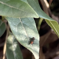 Callibracon sp. (genus) at Ainslie, ACT - 10 Jun 2023