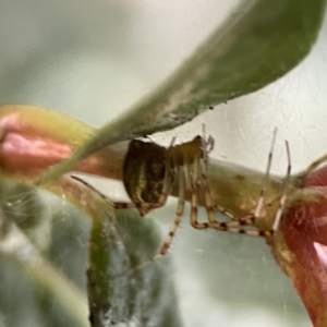 Theridion pyramidale at Ainslie, ACT - 10 Jun 2023