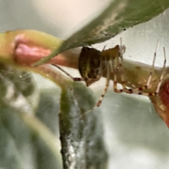 Theridion pyramidale at Ainslie, ACT - 10 Jun 2023