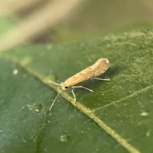 Phyllonorycter messaniella at Ainslie, ACT - 10 Jun 2023