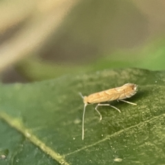 Phyllonorycter messaniella at Ainslie, ACT - 10 Jun 2023 10:25 AM